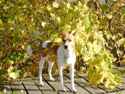 Fall