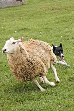 Nafti Herds