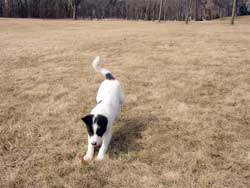 Yachad Pounces