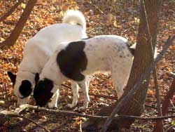 Yomi Nafti Sniffs Fall
