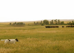 Herding