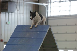 Minni A Frame