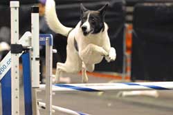 Minni Jumps