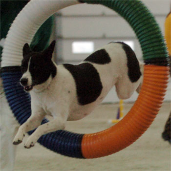Minni O Ring